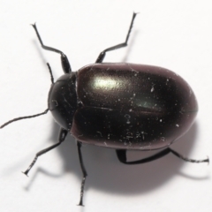 Chalcopteroides spectabilis at Evatt, ACT - 9 Oct 2021 01:23 PM