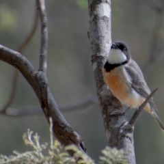 Pachycephala rufiventris (Rufous Whistler) at Paddys River, ACT - 11 Oct 2021 by ChrisAppleton