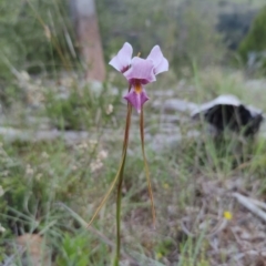 Diuris punctata (Purple Donkey Orchid) by Jholeana