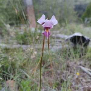 Diuris punctata var. punctata at suppressed - 12 Oct 2021