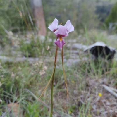 Diuris punctata (Purple Donkey Orchid) by Jholeana