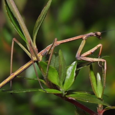 Archimantis sp. (genus) at Evatt, ACT - 1 Oct 2021 by TimL