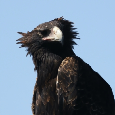 Aquila audax (Wedge-tailed Eagle) at Ainslie, ACT - 7 Oct 2021 by jb2602