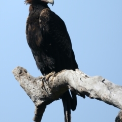 Aquila audax at Ainslie, ACT - suppressed