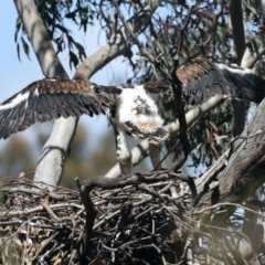 Aquila audax (Wedge-tailed Eagle) at Ainslie, ACT - 6 Oct 2021 by jb2602