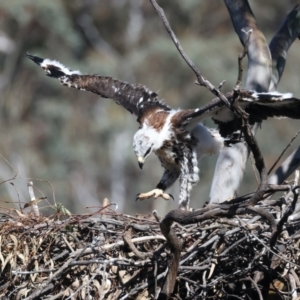 Aquila audax at Ainslie, ACT - suppressed