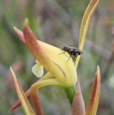 Unverified Other true fly at  - suppressed by CathB