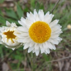Leucochrysum albicans subsp. tricolor (Hoary Sunray) at Pialligo, ACT - 12 Oct 2021 by Christine
