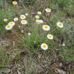 Leucochrysum albicans subsp. tricolor at Pialligo, ACT - 12 Oct 2021 01:26 PM