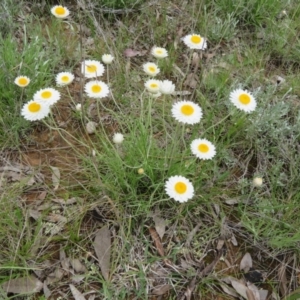 Leucochrysum albicans subsp. tricolor at Pialligo, ACT - 12 Oct 2021