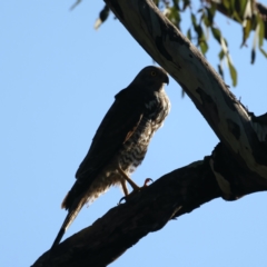 Tachyspiza fasciata (Brown Goshawk) at Ainslie, ACT - 7 Oct 2021 by jb2602