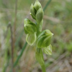 Hymenochilus bicolor at Molonglo Valley, ACT - 12 Oct 2021