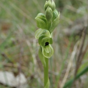 Hymenochilus bicolor at Molonglo Valley, ACT - 12 Oct 2021