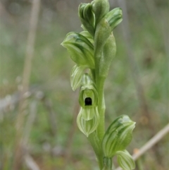 Hymenochilus bicolor (ACT) = Pterostylis bicolor (NSW) at Molonglo Valley, ACT - suppressed