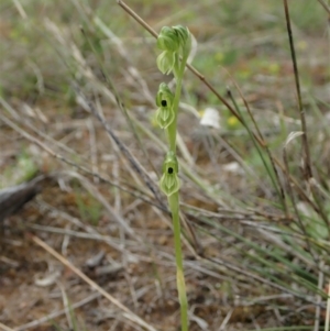 Hymenochilus bicolor at Molonglo Valley, ACT - 12 Oct 2021