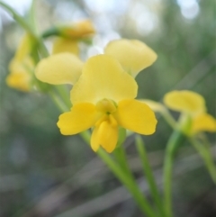 Diuris nigromontana (Black Mountain Leopard Orchid) at Point 4598 - 7 Oct 2021 by CathB