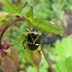 Commius elegans (Cherry Ballart Shield Bug) at Braemar, NSW - 14 Oct 2021 by Curiosity