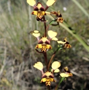 Diuris nigromontana at Cook, ACT - 7 Oct 2021