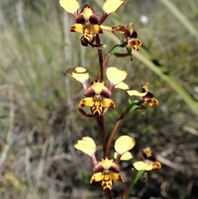 Diuris nigromontana (Black Mountain Leopard Orchid) at Cook, ACT - 7 Oct 2021 by CathB