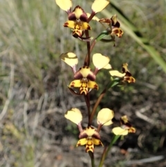 Diuris nigromontana at Cook, ACT - 7 Oct 2021