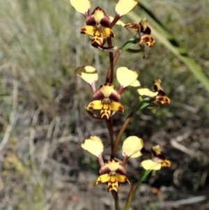 Diuris nigromontana at Cook, ACT - 7 Oct 2021