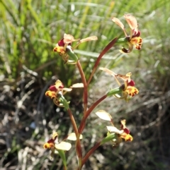 Diuris nigromontana at Cook, ACT - 7 Oct 2021