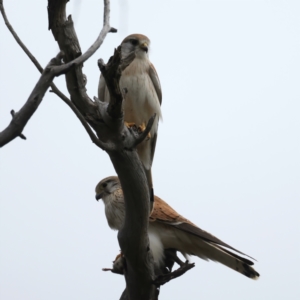 Falco cenchroides at Kenny, ACT - suppressed