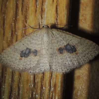 Epicyme rubropunctaria (Red-spotted Delicate) at Pollinator-friendly garden Conder - 1 Oct 2021 by michaelb
