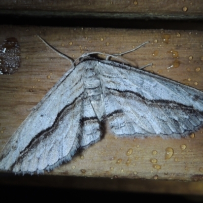 Euphronarcha luxaria (Striated Bark Moth) at Conder, ACT - 30 Sep 2021 by michaelb