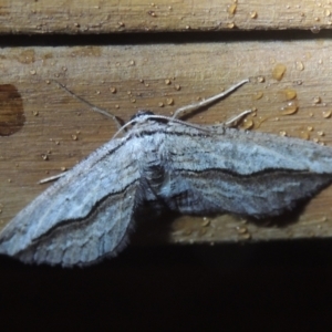 Euphronarcha luxaria at Conder, ACT - 30 Sep 2021