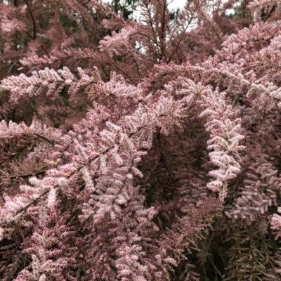 Tamarix ramosissima (Tamarisk) at O'Connor, ACT - 11 Oct 2021 by WoodlandExplorwr