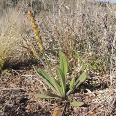 Plantago varia (Native Plaintain) at Tuggeranong Hill - 22 Sep 2021 by michaelb