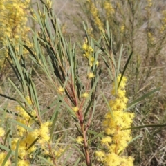 Acacia boormanii (Snowy River Wattle) at Tuggeranong Hill - 22 Sep 2021 by michaelb
