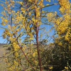 Acacia boormanii at Theodore, ACT - 22 Sep 2021