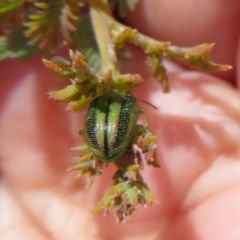 Calomela sp. (genus) (Acacia leaf beetle) at Woodstock Nature Reserve - 11 Oct 2021 by Christine