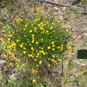 Calotis lappulacea at Coree, ACT - 11 Oct 2021