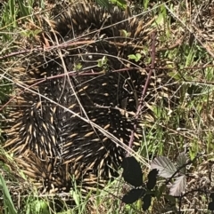 Tachyglossus aculeatus (Short-beaked Echidna) at Paddys River, ACT - 9 Oct 2021 by Tapirlord