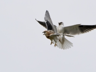 Elanus axillaris (Black-shouldered Kite) at Throsby, ACT - 12 Oct 2021 by trevsci