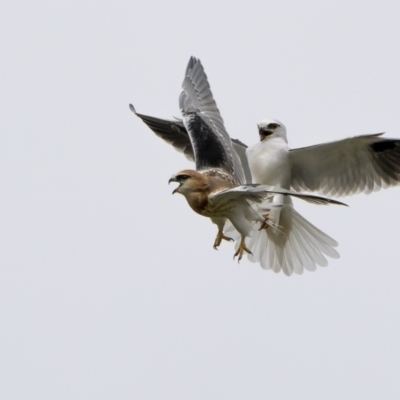 Elanus axillaris (Black-shouldered Kite) at Throsby, ACT - 12 Oct 2021 by trevsci