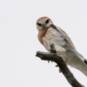 Elanus axillaris at Throsby, ACT - 12 Oct 2021