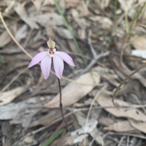 Caladenia fuscata at Molonglo Valley, ACT - suppressed