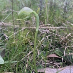 Pterostylis nutans (Nodding Greenhood) at Molonglo Valley, ACT - 15 Sep 2021 by DGilbert