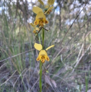 Diuris nigromontana at Acton, ACT - suppressed