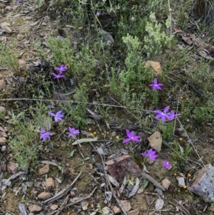 Glossodia major at Acton, ACT - 4 Oct 2021