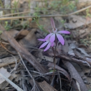 Caladenia fuscata at Molonglo Valley, ACT - suppressed