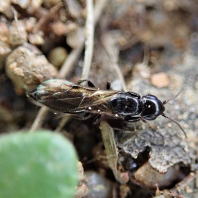 Bethylidae (family) (Bethylid wasp) at Cook, ACT - 5 Oct 2021 by CathB