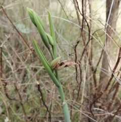 Calochilus platychilus (Purple Beard Orchid) at Cook, ACT - 3 Oct 2021 by CathB