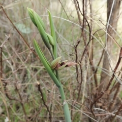 Calochilus platychilus (Purple Beard Orchid) at Cook, ACT - 3 Oct 2021 by CathB