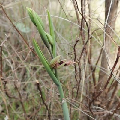 Calochilus platychilus (Purple Beard Orchid) at Cook, ACT - 3 Oct 2021 by CathB