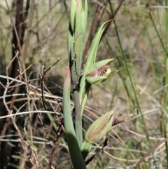 Calochilus platychilus at Cook, ACT - 3 Oct 2021